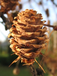 Szyszki modrzewia japoskiego